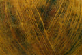 Yarnsmiths Kid Mohair Silk Prints Lace Yarn - 25g, Luxury Mohair Silk Blend Soft Fluffy Hand-Dyed Variegated Knitting & Crochet Yarn for Lace Shawls & Scarves